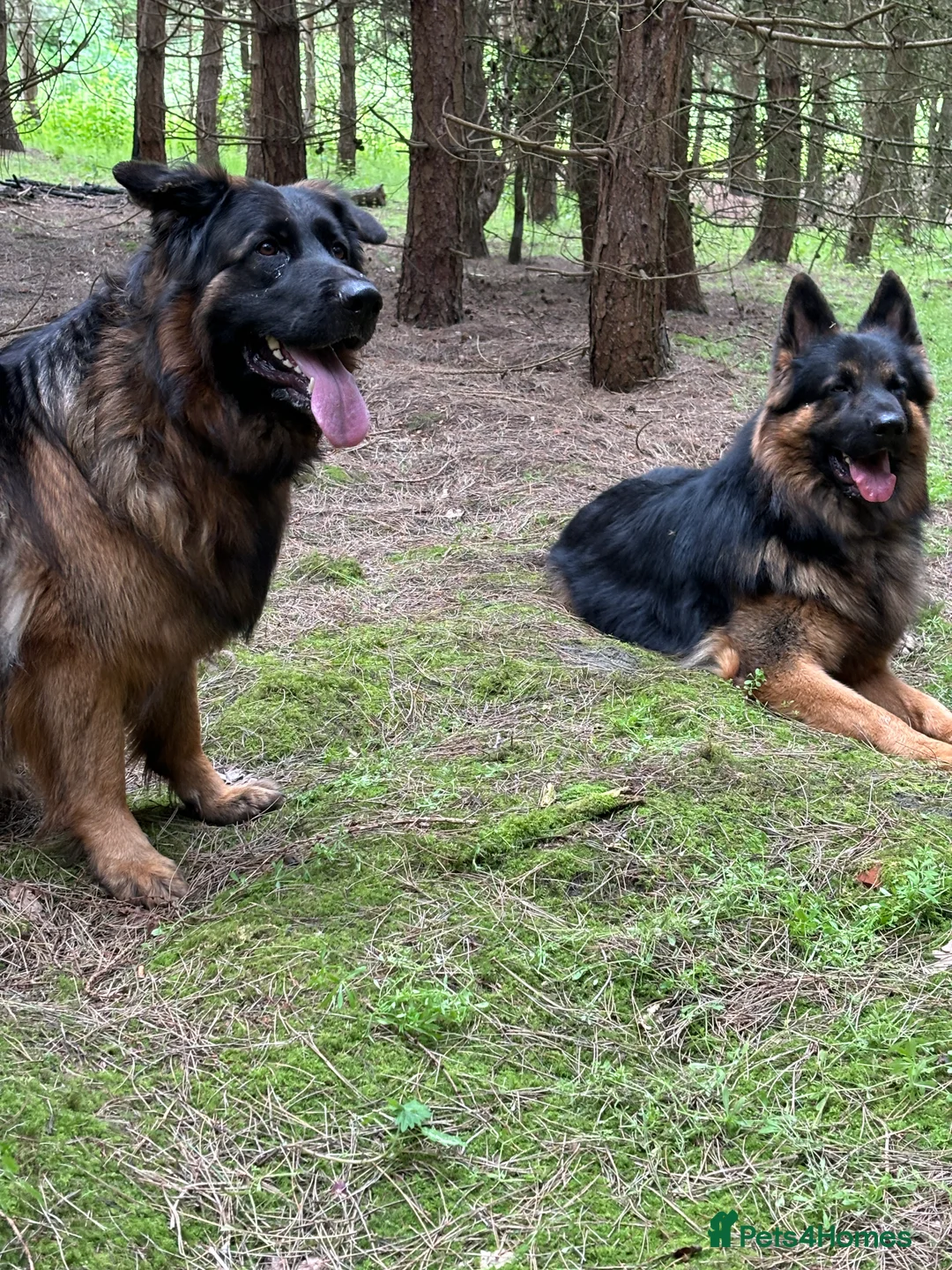 German Shepherd dogs for stud: Herman Kennel Club registered GSD-stud in Doncaster - Advert 7