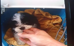 Maltese dogs for sale: Maltese - Image 6