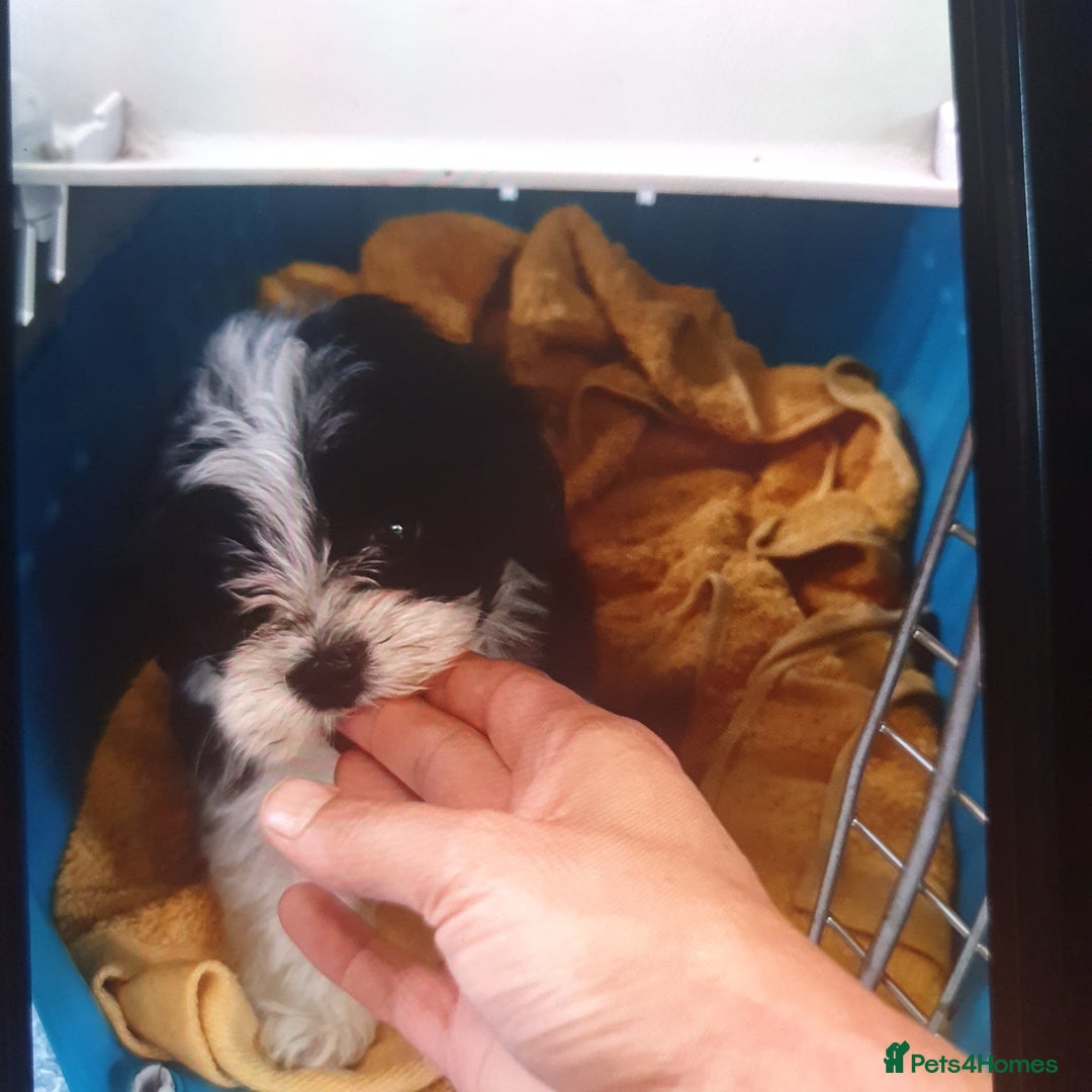 Maltese dogs for sale: Maltese - Image 6
