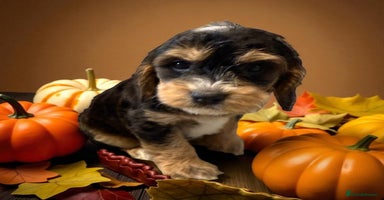 Cockapoo dogs - Advert 4