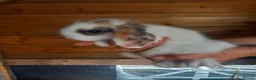 Mini Lop rabbits for sale: Mini Lop babies - Advert 7