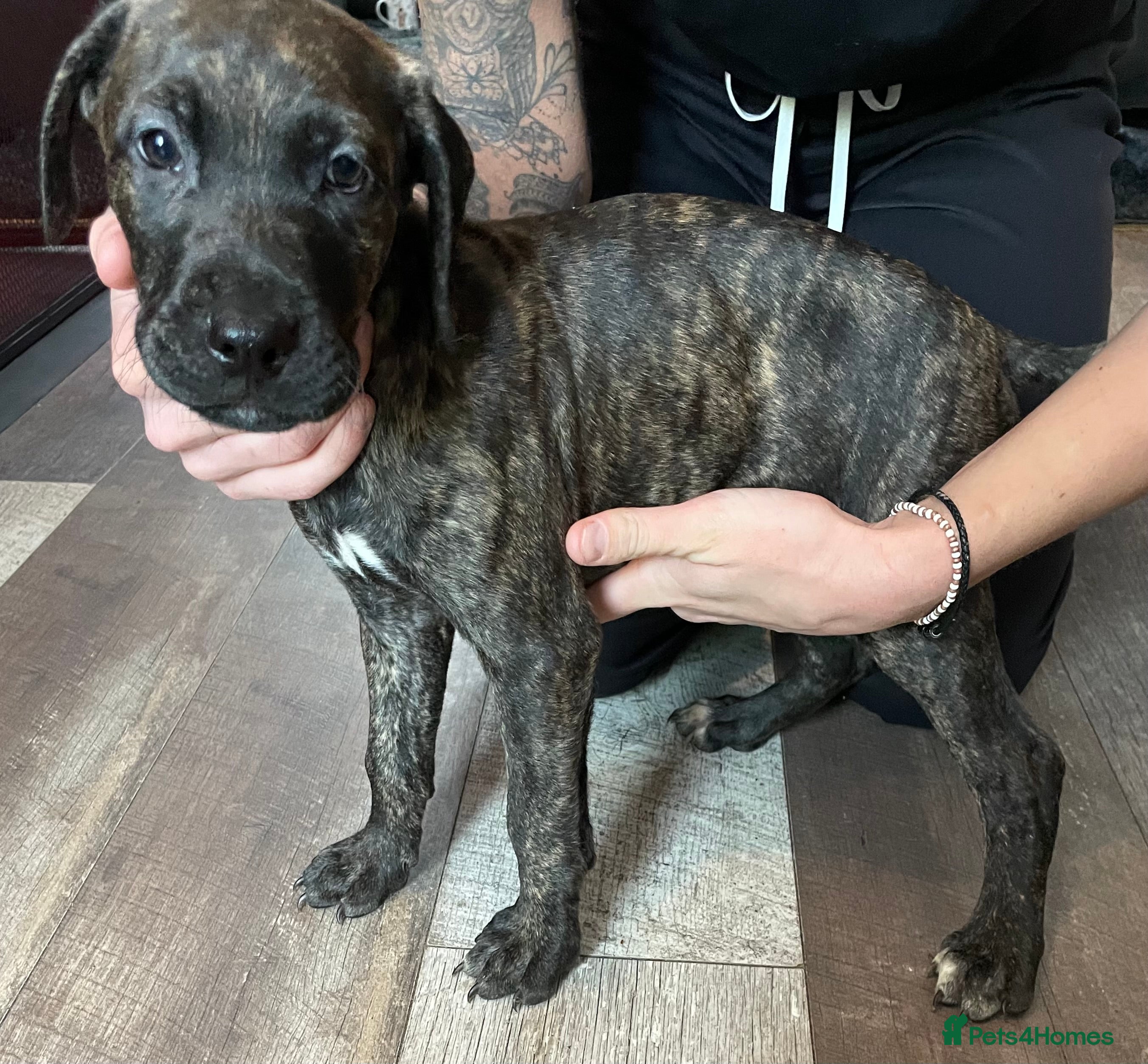 Mixed Breed dogs Stunning Cane Corso x Presa Canario Puppies  - Advert 8