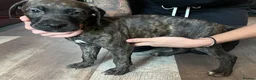 Mixed Breed dogs for sale: Stunning Cane Corso x Presa Canario Puppies  - Advert 7