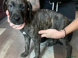 Mixed Breed dogs Stunning Cane Corso x Presa Canario Puppies - Advert 8