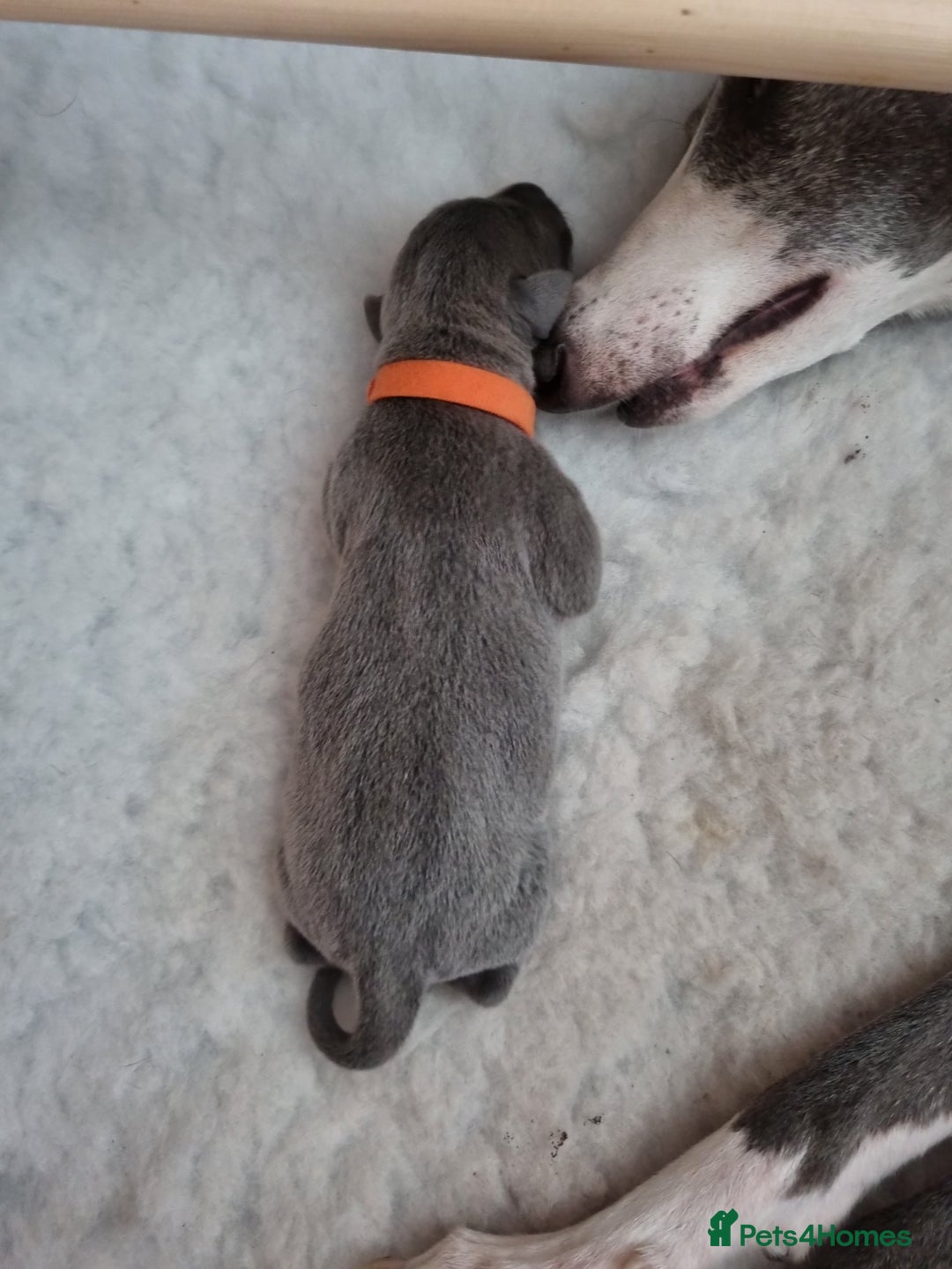 Whippet dogs for sale: Pedigree Blue & White Whippet Puppies - Image 4