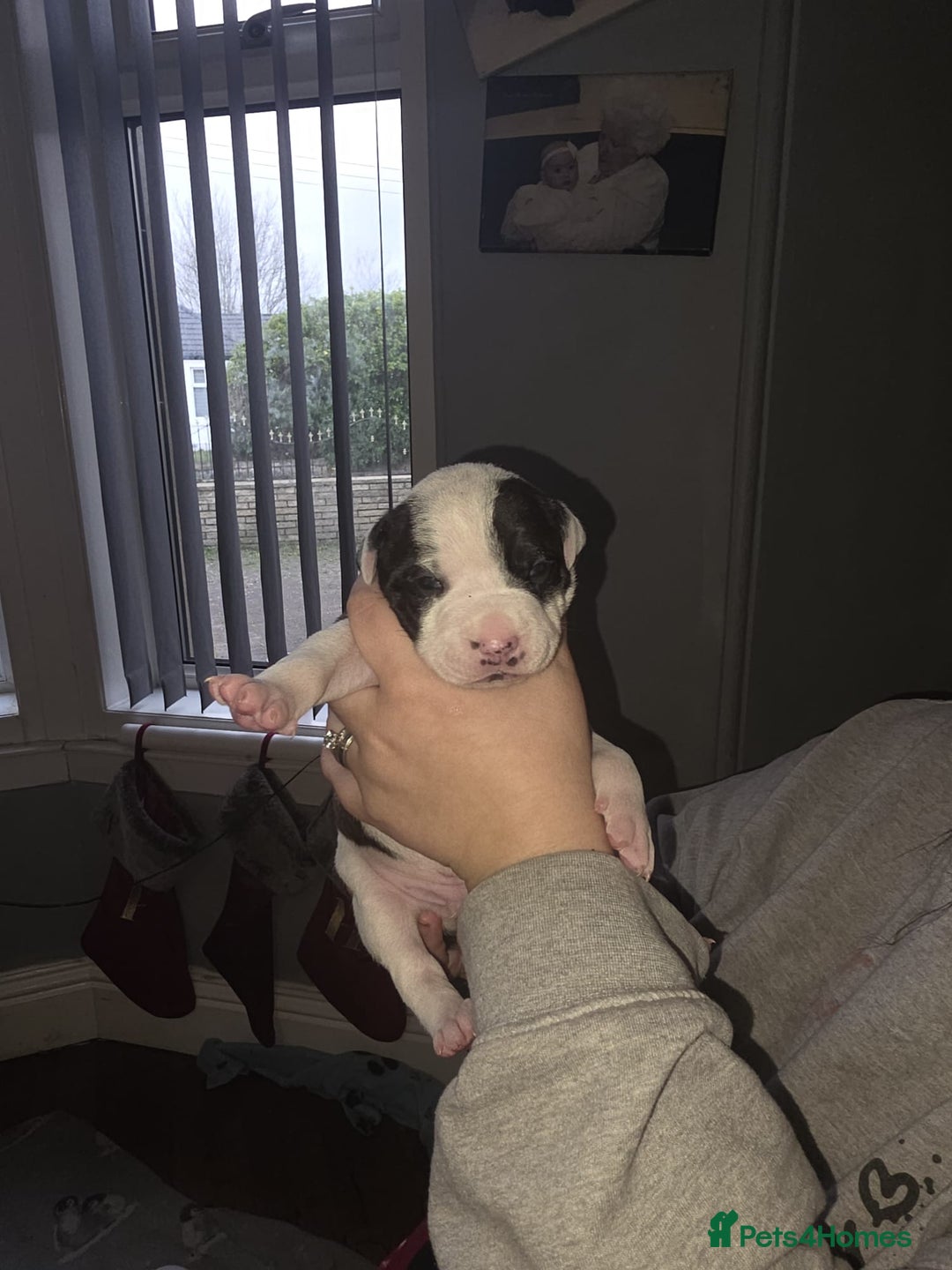 Mixed Breed dogs for sale: Staff x american bulldog puppies - Advert 15