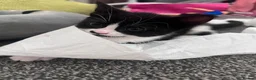 Mixed Breed cats for sale: 5 kittens for sale  in Slough - Advert 20