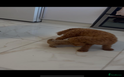 Cavapoo dogs for sale: Beautiful cavapoo puppy’s  in Ashford - Image 3