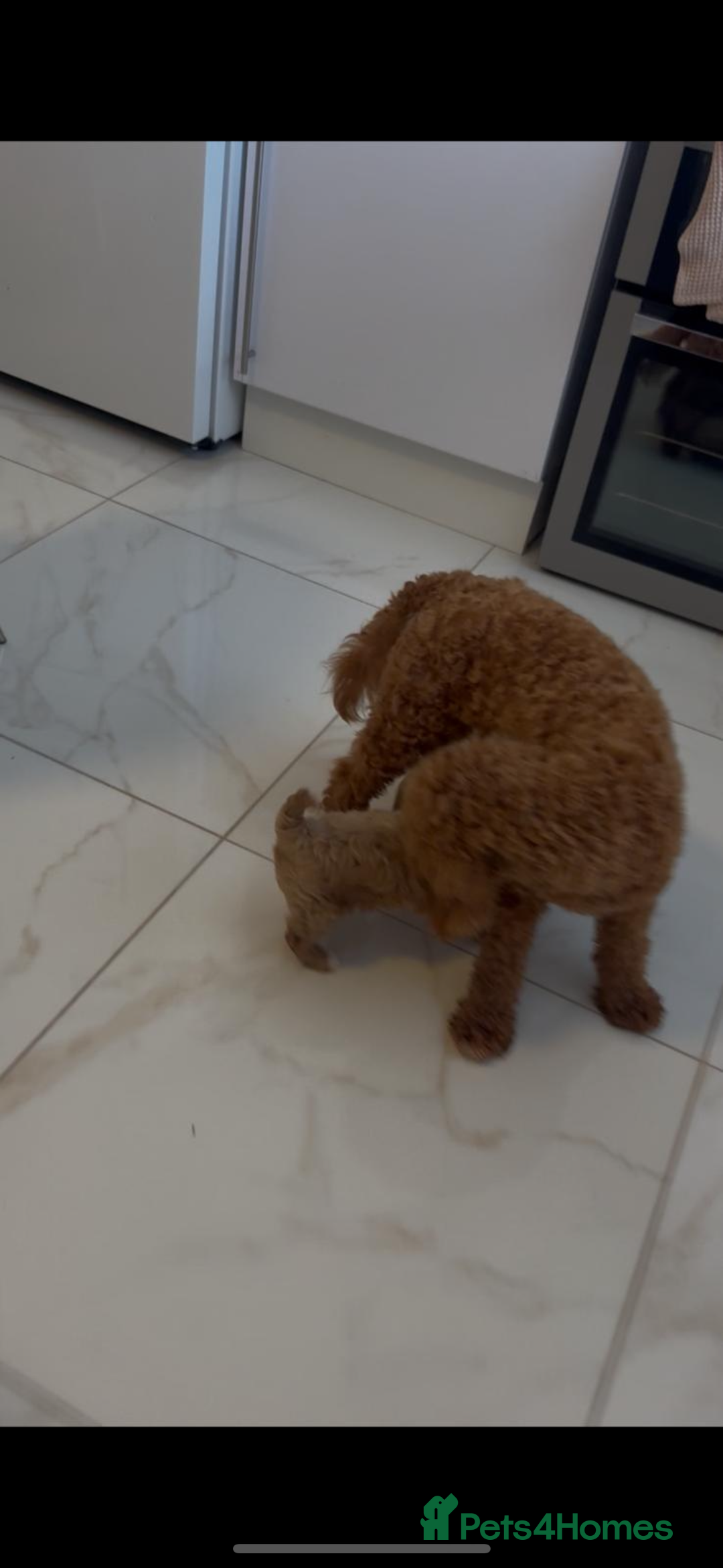 Cavapoo dogs for sale: Beautiful cavapoo puppy’s  in Ashford - Image 3