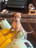 Italian Greyhound dogs - Advert 4