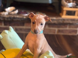 Italian Greyhound dogs - Advert 27