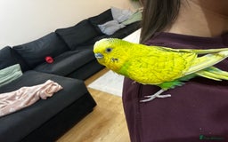 Budgerigars birds for sale: Male 1 Year Old Yellow/Green Budgerigar  - Advert 6