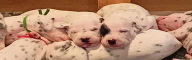 Dalmatian Puppy 7-yellow girl
