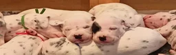 Dalmatian dogs for sale: Beautiful dalmatian puppies - Advert 34