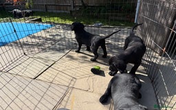 Labrador Retriever dogs for sale: Stunning black Labrador puppies  - Image 13