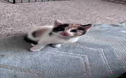 Mixed Breed cats for sale: 4 beautiful kittens - Image 9