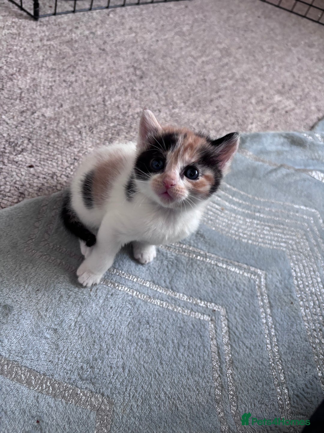 Mixed Breed cats for sale: 4 beautiful kittens - Image 9