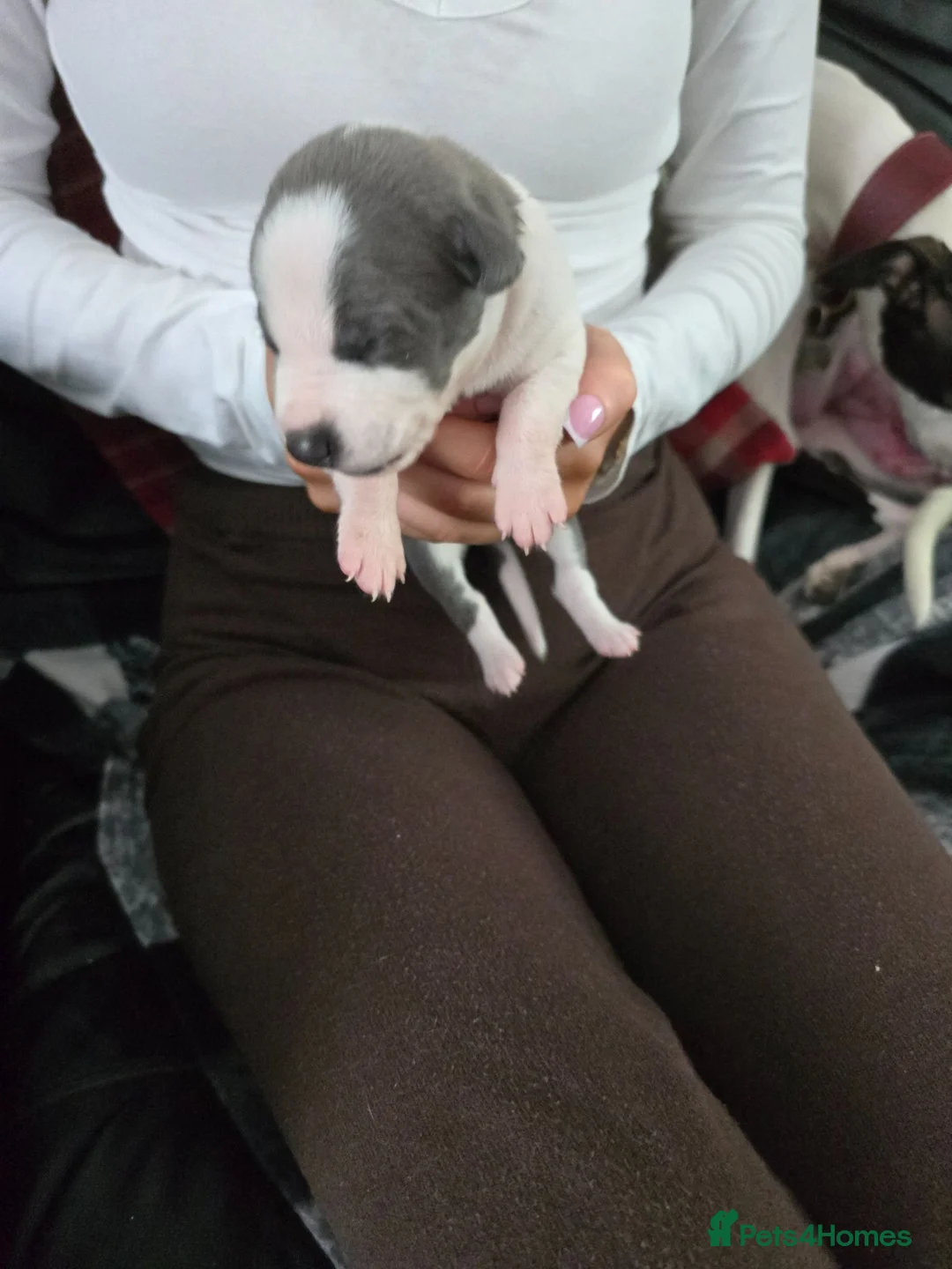 Whippet dogs for sale: Whippet  in Wakefield - Advert 11