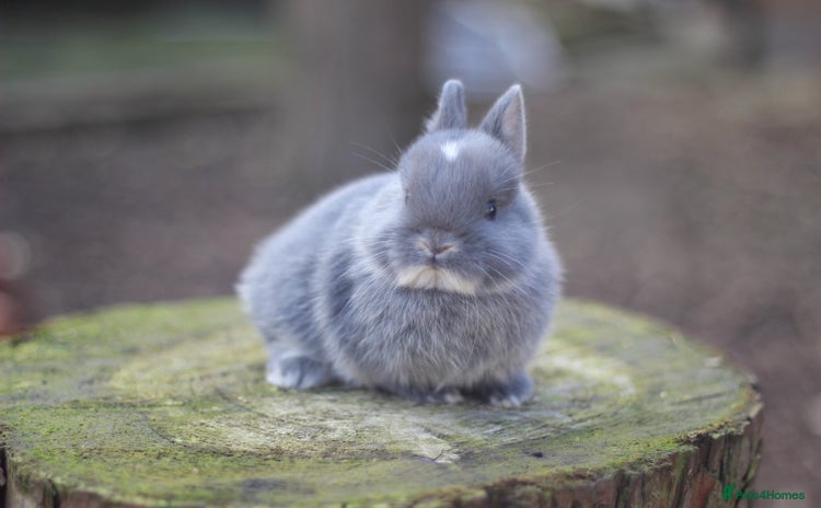 Netherland Dwarf rabbits - Advert 2