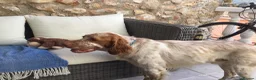 English Setter dogs for sale: Rare English Setter  in Great Yarmouth - Advert 9