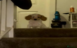 Mixed Breed dogs for sale: Three puppies for sell  in Rushden - Image 10