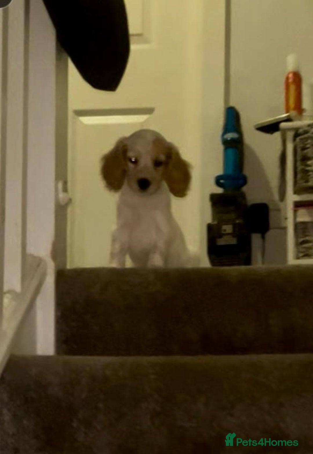 Mixed Breed dogs for sale: Three puppies for sell  in Rushden - Image 10