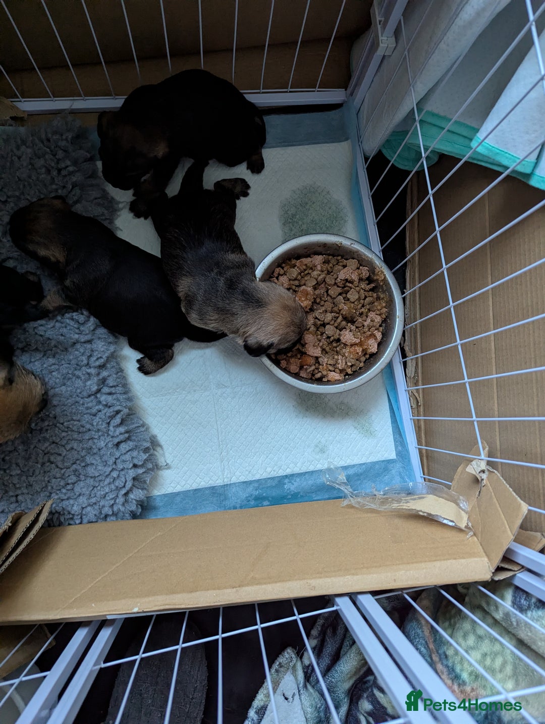 Border Terrier dogs for sale: KC Reg Border Terrier pups - Advert 7