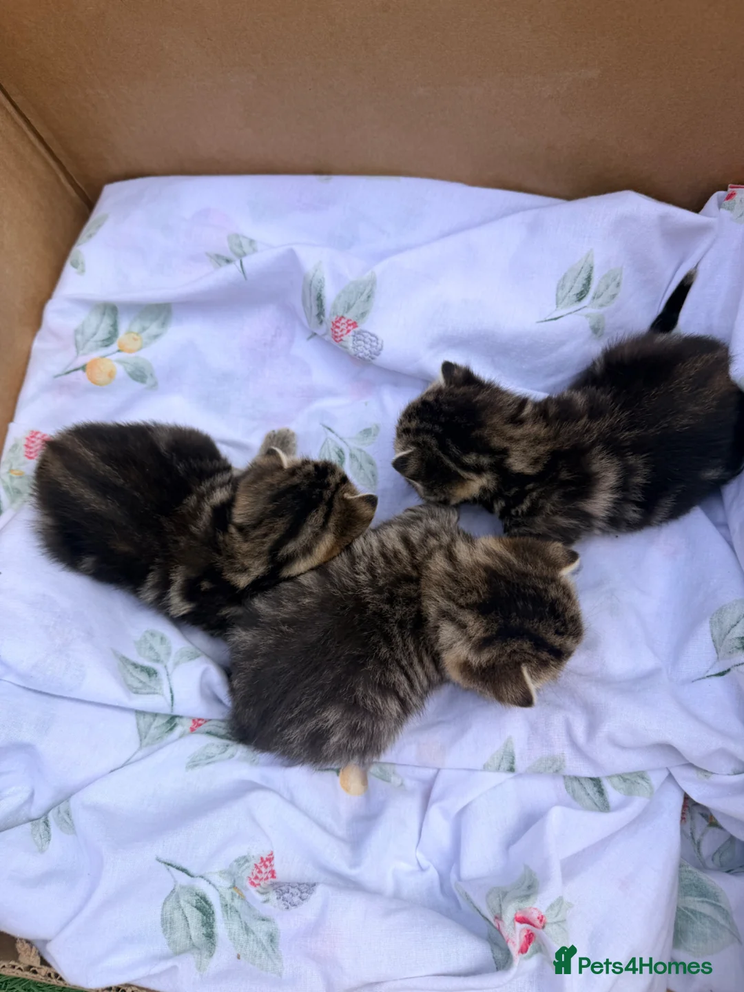 Mixed Breed cats for sale: Tabby/bengal mix kittens  - Advert 15