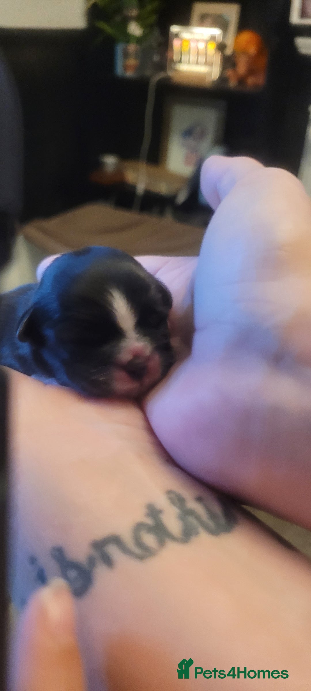 Shih Tzu dogs for sale: shih tzu puppies  - Advert 22