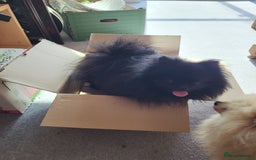 Pomeranian dogs for stud: Beautiful black teddy face KC pom stud - Image 5