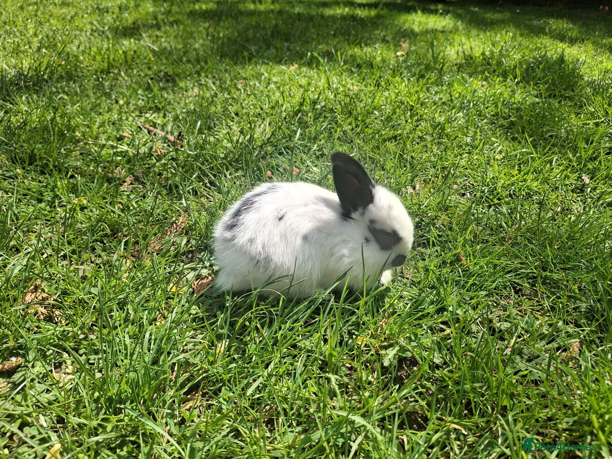 Dwarf Lop rabbits Dwarf Lop Baby Rabits - Advert 2