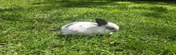 Dwarf Lop rabbits for sale: Dwarf Lop Baby Rabits in Wetherby - Advert 2