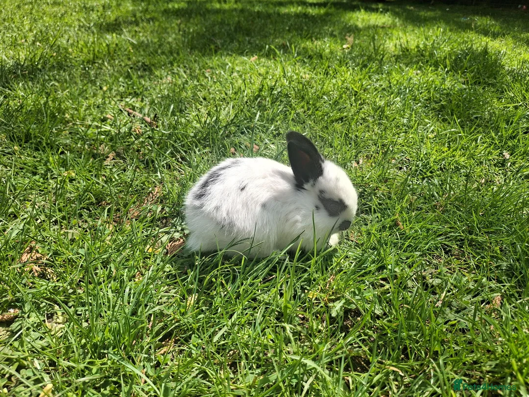Dwarf Lop rabbits for sale: Dwarf Lop Baby Rabits in Wetherby - Advert 2