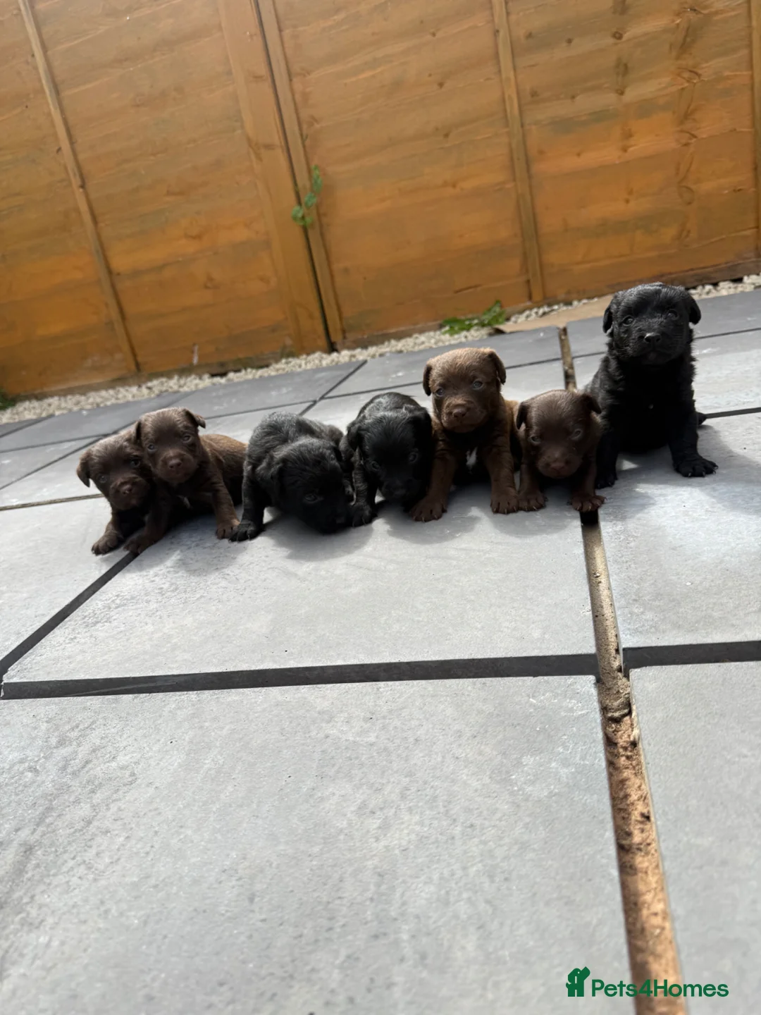 Patterdale Terrier dogs for sale: Beautiful 6 lovely patterdale  - Advert 2
