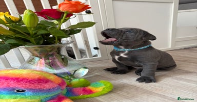 Staffordshire Bull Terrier dogs - Advert 9