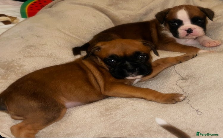 Boxer dogs - Advert 1
