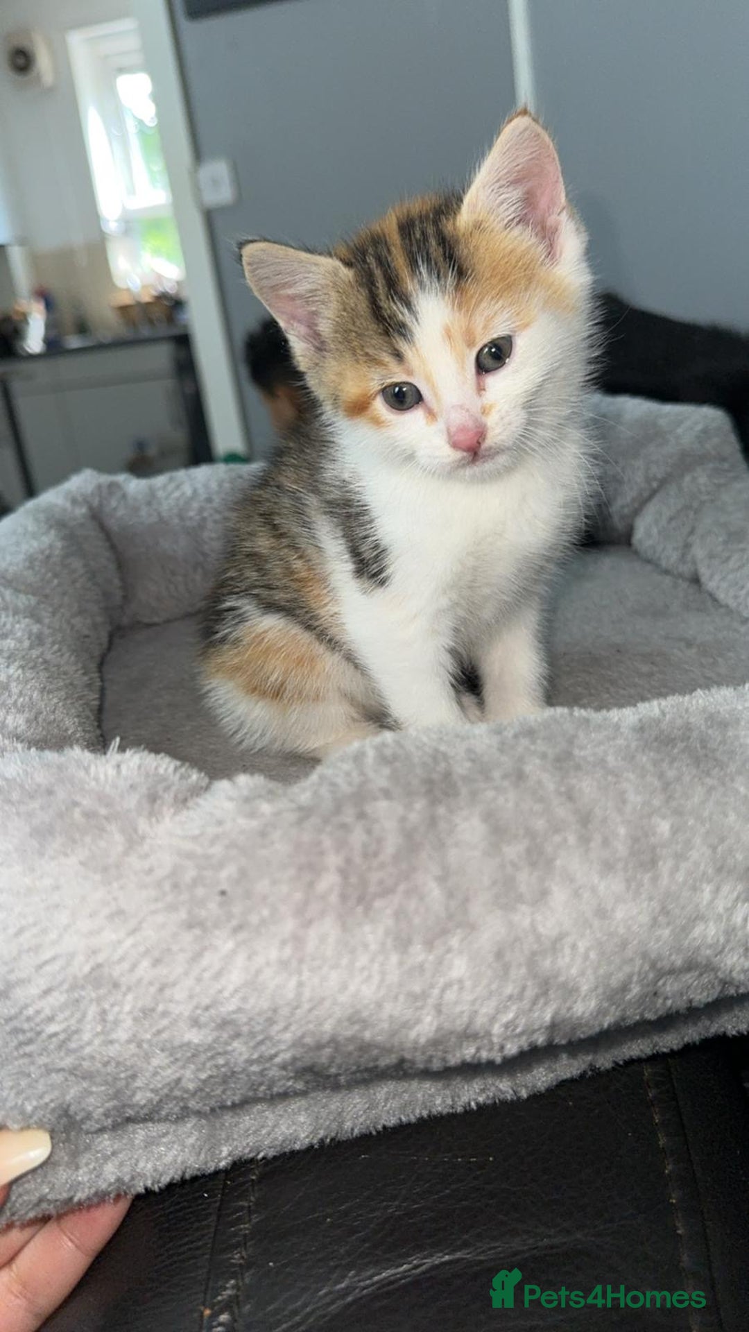 Mixed Breed cats for sale: BENGAL X TABBY KITTENS - Image 4
