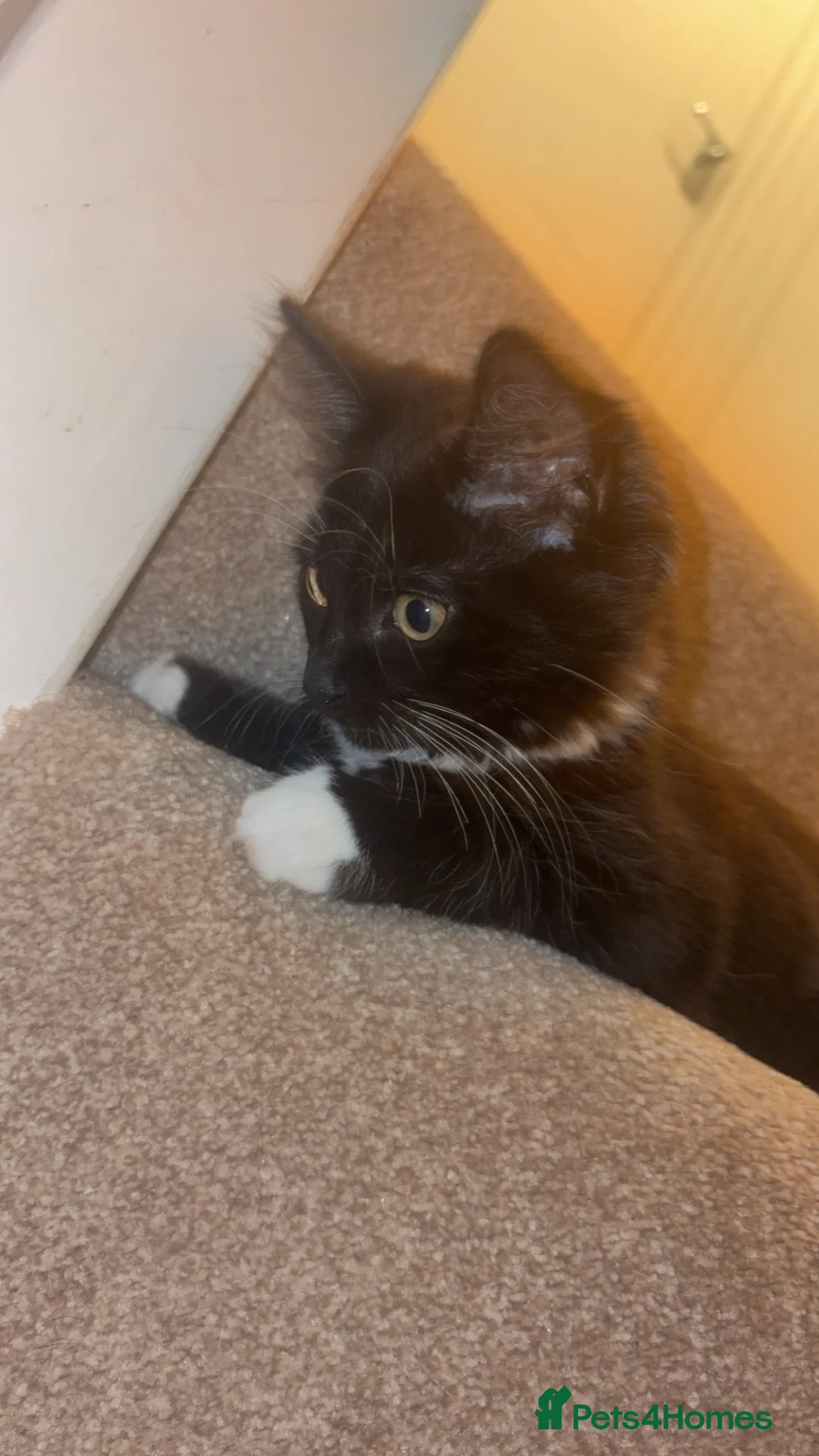 Mixed Breed cats for sale: 10 week old kittens  in Norwich - Advert 9