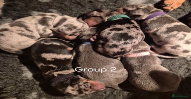 Dachshund dogs - Advert 11