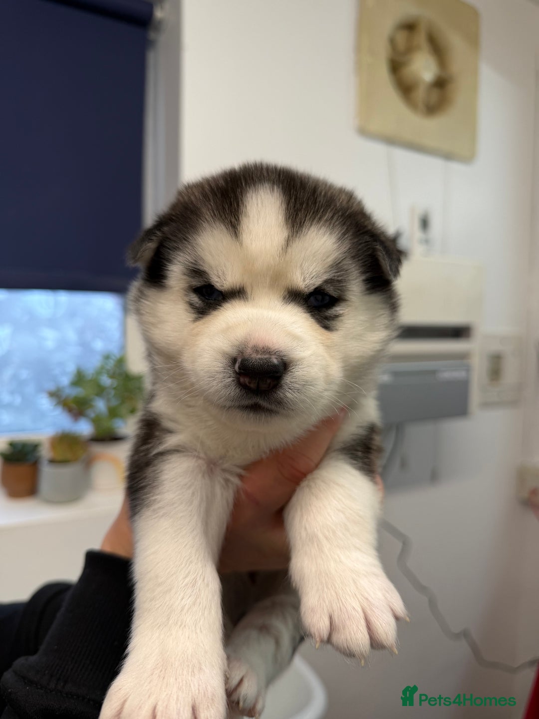 Siberian Husky dogs for sale: 1 female and 2 male huskies for sale - Advert 6