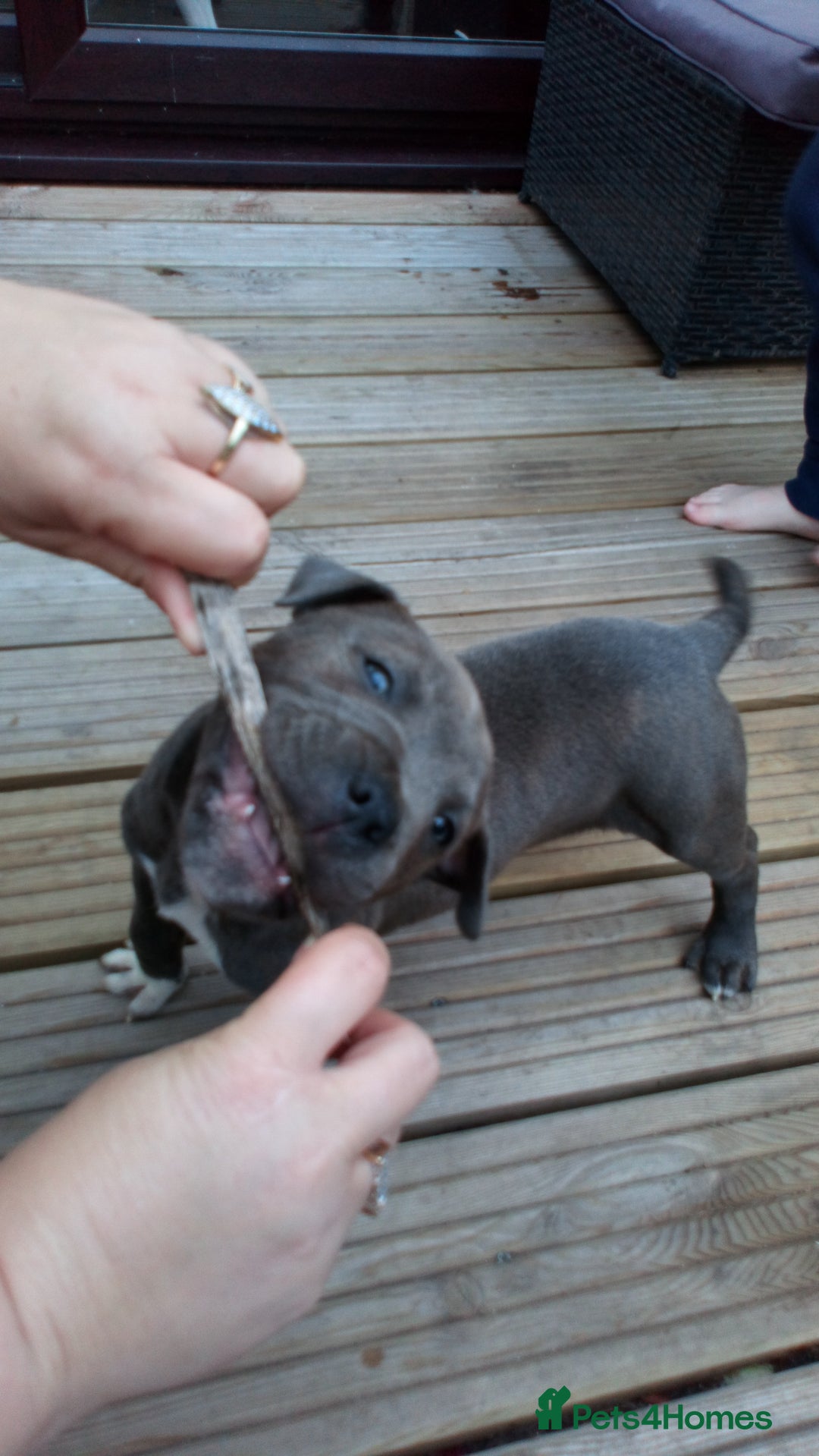 Staffordshire Bull Terrier dogs for sale: Gorgeous staffy pups  - Image 7