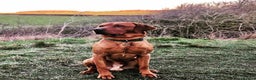 Labrador Retriever dogs for stud: Fox red Labrador available for stud - Proven in Melton Mowbray - Advert 6