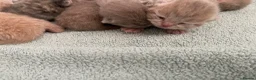 British Shorthair cats for sale: STUNNING LITTER OF RARE COLOUR KITTENS  - Advert 15