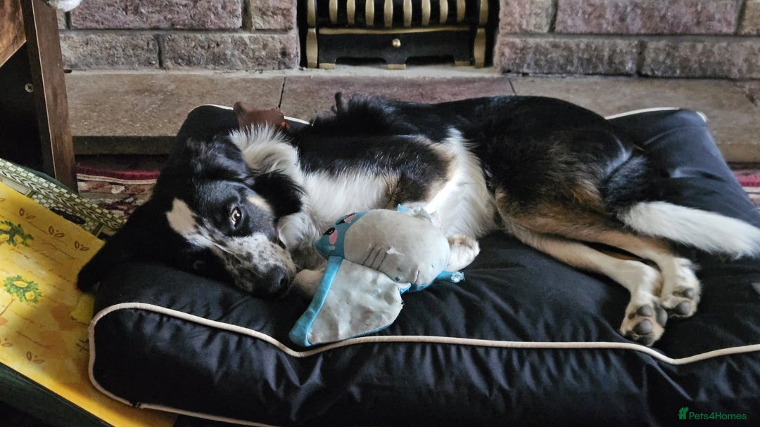 Border Collie dogs for sale: Loving Border Collie Alan Needs a Special Home 🐾 - Image 3
