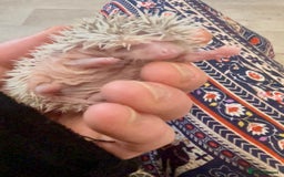 Pygmy Hedgehog rodents for sale: Beautiful Pinto African Pygmy Hedgehog Babies  - Image 5