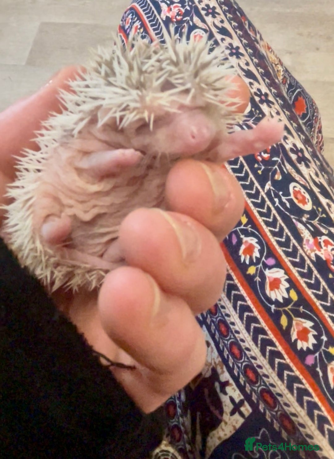 Pygmy Hedgehog rodents for sale: Beautiful Pinto African Pygmy Hedgehog Babies  - Image 5