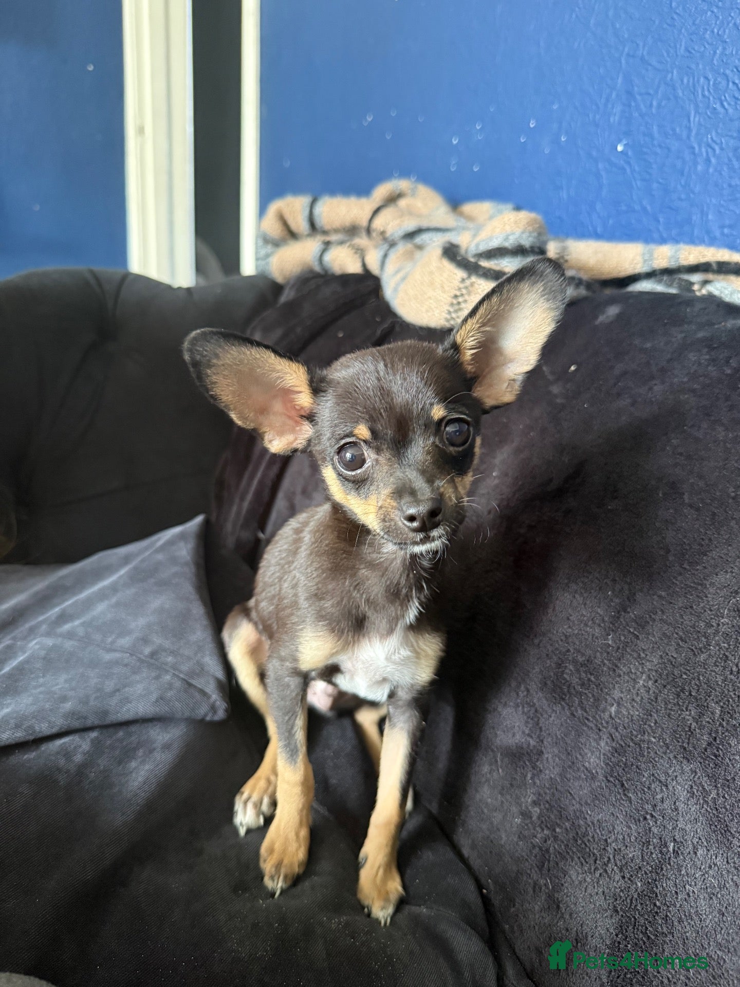 Mixed Breed dogs 💙 GORGEOUS LITTLE CHIHUAHUA & POODLE PUPPY  - Advert 1