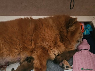 Chow Chow dogs KC REGISTERED CHOW CHOW GIRL - Advert 1