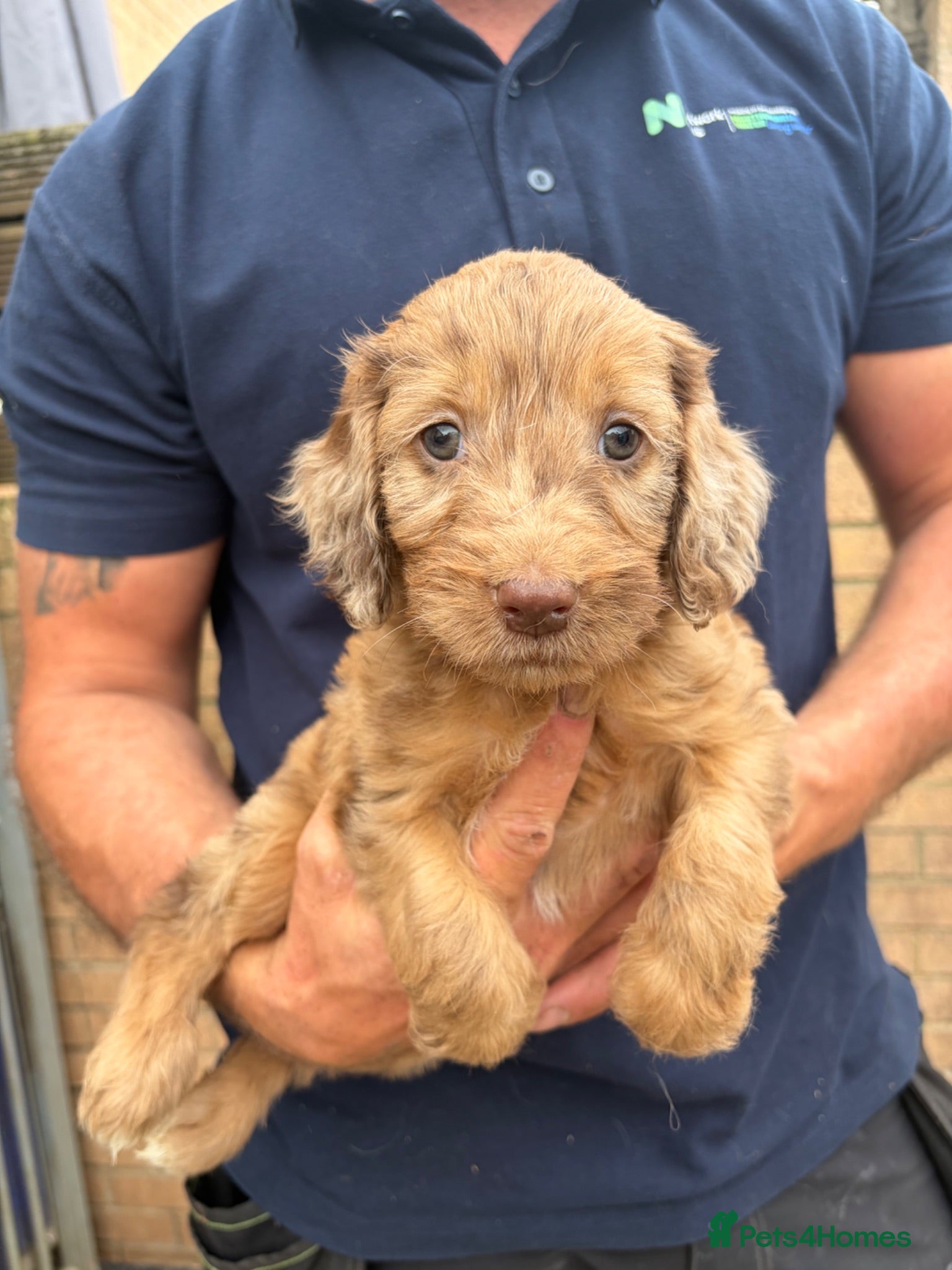 Sproodle dogs Beautiful Sproodles for sale F1 - Advert 10