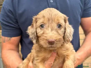 Sproodle dogs Beautiful Sproodles for sale F1 - READY NOW - Advert 13